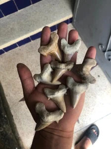 A Nice Otudos Shark Teeth 50 Peices Prehistoric Jurassic Size 5 -6 Cm Top Qualit - Picture 1 of 10