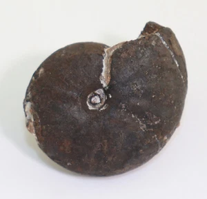 Ammonite, Ptychites sp., Trias, Anice, Epidauros, Peloponneso, Grecia -k179 - Foto 1 di 5
