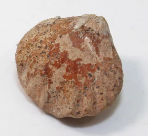 Brachiopode, Rhynchonella sp., Jura, Toarc, Josa, Teruel, Spanien -eb9979 - Bild 1 von 6