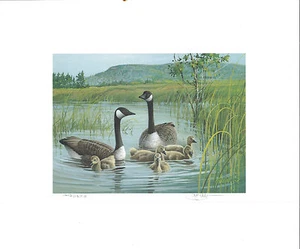 VERMONT #4 1989 STATE DUCK STAMP PRINT CANADA GEESE by Jim Killen - Picture 1 of 1