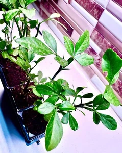 Hardy Orange Tree Sprouts (4” Fully Rooted) – Cold-Hardy Citrus Ready to Plant - Picture 1 of 11