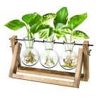 Ivolador Desktop Propagation Station, Plant Terrarium, Plant Lover Gifts for ...