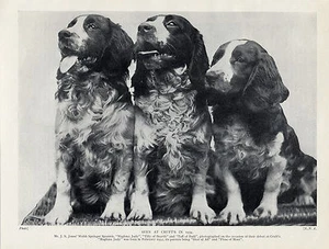 WELSH SPRINGER SPANIEL THREE NAMED DOGS AT CRUFTS OLD DOG PRINT FROM 1935 - Photo 1/1