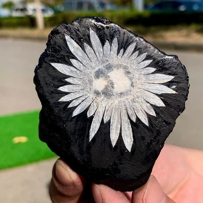 114G Natural Chrysanthemum Stone Quartz Carving Halo Treatment Gift - Image 1 of 4