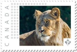 LÖWIN, LÖWE, Raubtier, UNIKAT Bild Briefmarke Kanada 2017 P17-05Ln2-1 - Bild 1 von 1