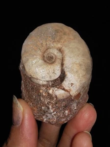 ¡¡INCREÍBLES AMONITAS!! FÓSIL DARAELITIDAE SOBRE MATRIZ DE TIMOR, INDONESIA, 38MM - Imagen 1 de 7