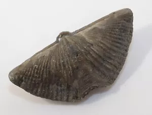 Brachiopode, Mucrospirifer thedfordensis, Devon, Arkona, Ontario, Kanada -k958 - Bild 1 von 5
