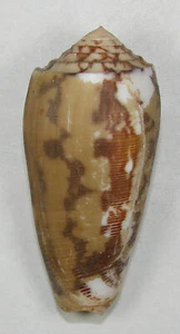 CONUS STRIATUS 50.61mm BEAUTIFUL SPECIMEN Tahiti, French Polynesia - Picture 1 of 2