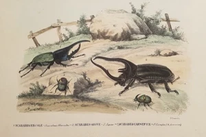 Scarabeo Hercules Giove Executioner Beetles Planche Insect Entomology - Picture 1 of 1