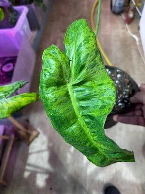 Philodendron Paraiso Verde - Planta rara de hoja de mármol - Imagen 1 de 3