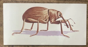 Vintage - 1962 - Gelles Widmer - Insect CARD - Cotton Roll Weevil - Picture 1 of 2