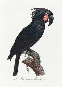 Plate No. 12 Palm Cockatoo History of Parrots by Francois Levaillant Repro - Picture 1 of 2