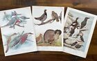 Vintage Bird Prints From 1930s Birds Of America Book (set Of 3)