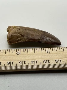 Tyrannosaurus T REX 2" Afrikanischer Carcharodontosaurus ECHTES FOSSIL SC 39 - Bild 1 von 5