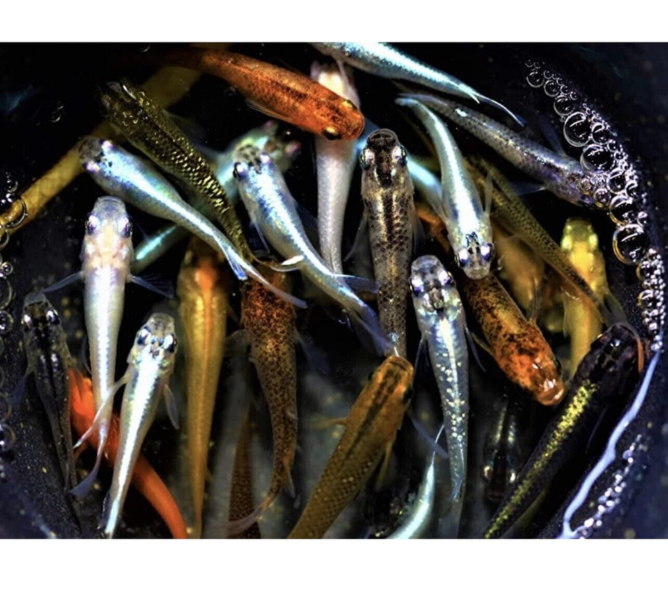 LOTTO 10 Medaka - Pesci -Oryzias Latipes MIX COLOR laghetto acquario POND - Immagine 1 di 1