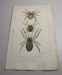 1837 CUVIER Stampe a colori animalier ~ RAGNO TESSITORE SFERE MARMORIZZATE, più un altro tipo - Foto 1 di 1