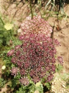 Zanahoria silvestre Dara - zanahoria con flores - más de 50 semillas - ¡Semillas de reliquia! Ed 022 - Imagen 1 de 2