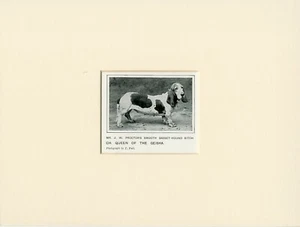 OLD ANTIQUE 1912 BASSET HOUND NAMED DOG PRINT READY MOUNTED - Picture 1 of 1