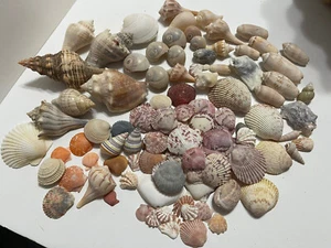 Small Lot Of Sea Shells 100pcs 1LB Lots Misc - Picture 1 of 5