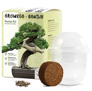 GROW2GO Bonsai Starter Kit inkl. GRATIS eBook - Australische Kiefer - Bild 1 von 7