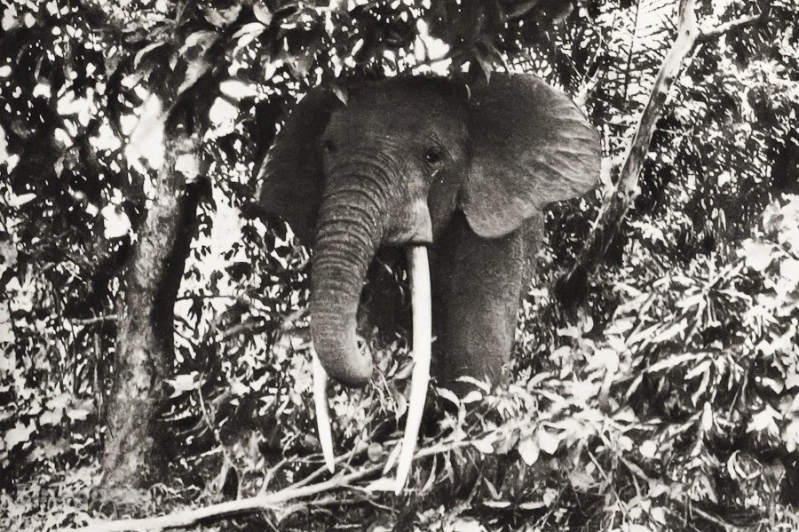 1934 年复古非洲比利时刚果大象图斯克丛林照片凹版艺术 11x14 — 第 1/1 张图片