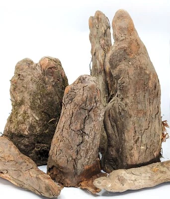 Auténticas rodillas de ciprés cajún - ¡Varios tamaños! - Decoración del hogar terrario reptil Foto 1 de 4