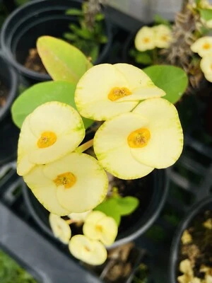 Crown of Thorns - Image 1 of 3