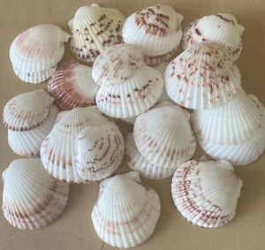 ON SALE 50 White/Pink Banded 1” Scallop Seashells Hand Picked & Washed - Picture 1 of 1