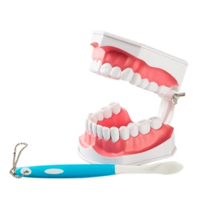 Dental Teaching Education Typodont Adult Model Large Removable Teeth Toothbrush - Picture 1 of 8