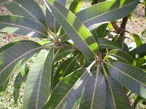 2 Mango Cuttings Scions for Grafting - Create Grafted Trees (READ DESCRIPTION) - Picture 1 of 45