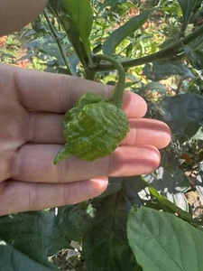 Carolina Reaper Pepper Seeds (10+) Home Grown in Ohio - Organic - Picture 1 of 1