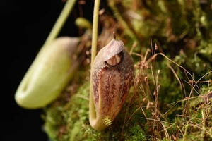Nepenthes aristolochioides SG - Carnivorous Tropical Pitcher Plant - Picture 1 of 6