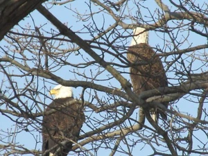 How To Serve Low Mass 1931  by Rev. William A. O'Brien - Bild 1 von 1