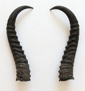Springbockhörner 25 cm echte Springbock Hörner zum Basteln Krampus Tierhörner 26 - Bild 1 von 1
