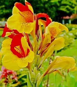 5 Cleopatra Canna Lily Rhizome Bulbs “Red & Yellow Blooms” 100% Organic - Picture 1 of 5