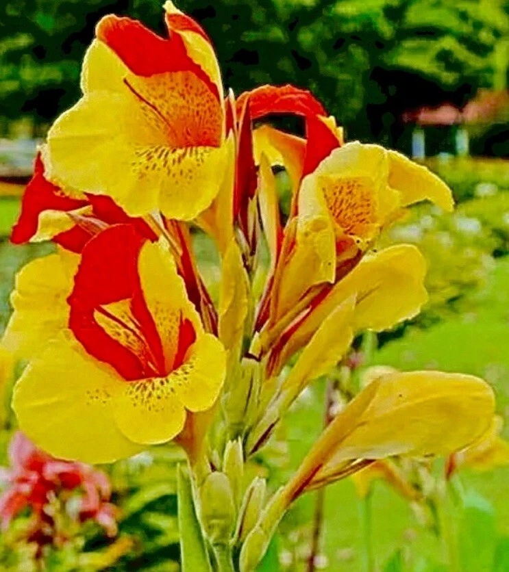 5 Cleopatra Canna Lily Rhizome Bulbs “Red & Yellow Blooms” 100% Organic - Image 1 of 4