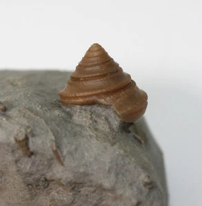 Schnecke, Semisolarium moniliferum, Kreide, Alb, Troyes, Frankreich -x935 - Picture 1 of 7