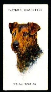 WELSH TERRIER PLAYERS 1929 ISSUE DOG HEADS SERIES OLD CIGARETTE CARD #48 - Picture 1 of 2