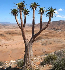 Aloidendron pillansii (syn. Aloe pillansii) - Aljaba gigante | Aljaba bastarda - Imagen 1 de 6