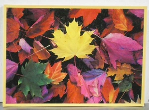 Fall Leaves Fallen From The Trees-4.25" x 6" Post Card By Current Inc. - Picture 1 of 2