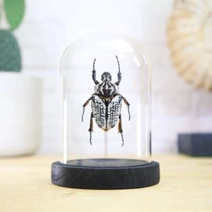 Goliath Beetle Insect Bug Entomology Taxidermy Bell Jar Home Decor Ornament - Picture 1 of 5