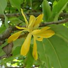 Golden Champaca (Magnolia champaca)  - 5 seeds