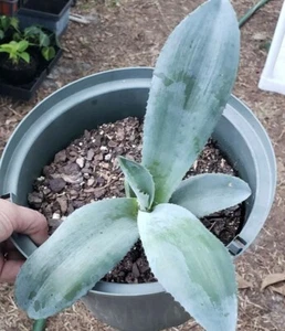 Agave Americana Blue Century Plant Pup - Live Ready to Grow Giant Succulent - Picture 1 of 3