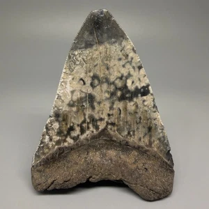 Super Colorful 4.16" Fossil MEGALODON Shark Tooth - Savannah, Georgia - Picture 1 of 4