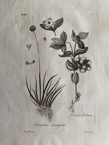 1776 Estampado antiguo; Eriocaulón decangular y Cuerno - Escoba de agujero después de Griffiths - Imagen 1 de 2
