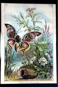 New York County Politics 1881 BUTTERFLY Tammany Hewitt Potter Tilden Robinson - Picture 1 of 10