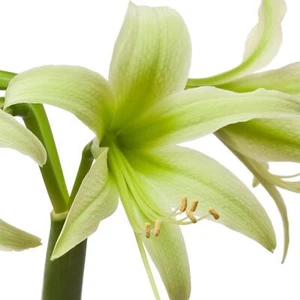 Easy to Grow Amaryllis Evergreen Plant Bulb Indoor Outdoor - Picture 1 of 5