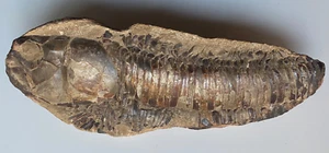 Fish Petrification - Wonderful, Rare Piece / Primordial Fish - 23 cm - Picture 1 of 6