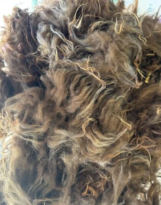 Icelandic Raw Wool Fleece Brown Very Nice 1# 3 oz  skirted, unwashed - Image 1 of 4