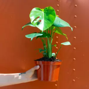 Monstera Deliciosa Tropical Split Leaf Plant in 6 inch Pot | Indoor and Outdoor - Picture 1 of 7